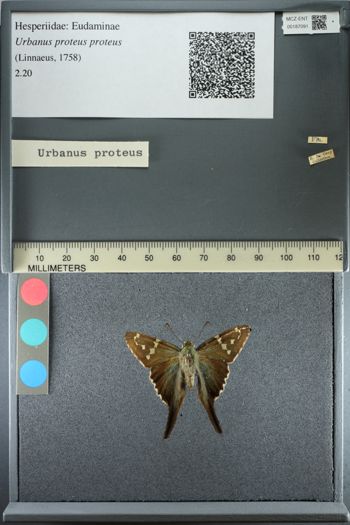 Media type: image;   Entomology 187091